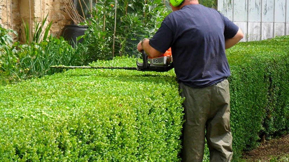 Hedge Trimming