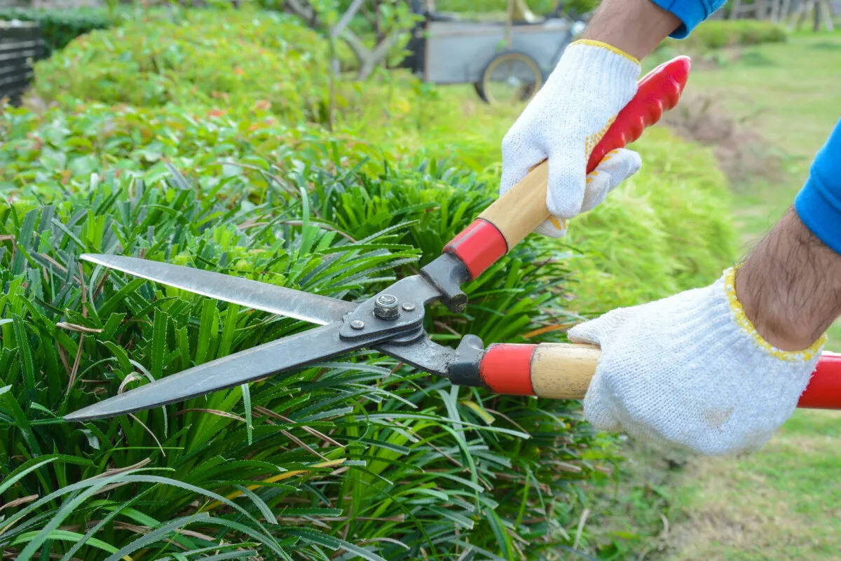 Hedge Trimming in Willerby