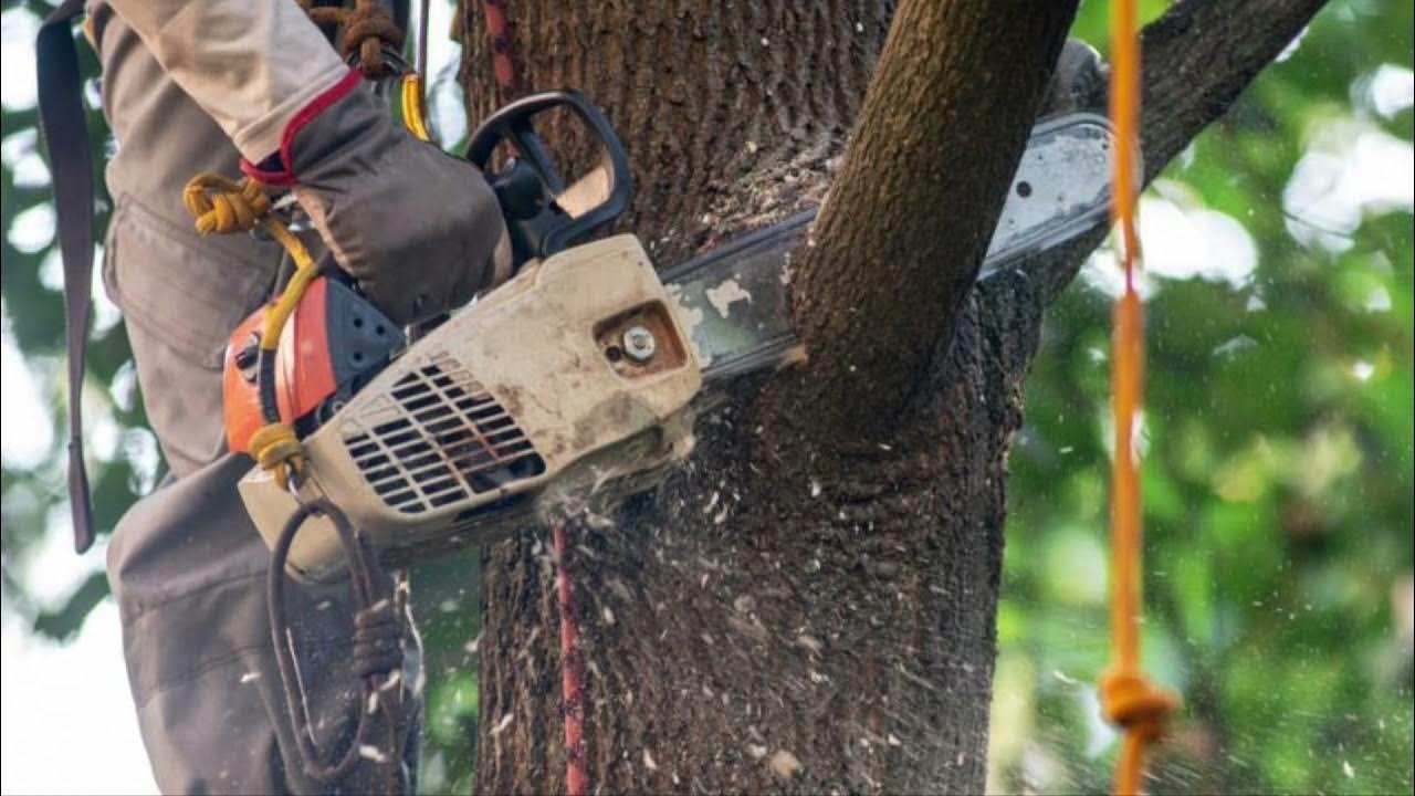 Tree Surgery Services