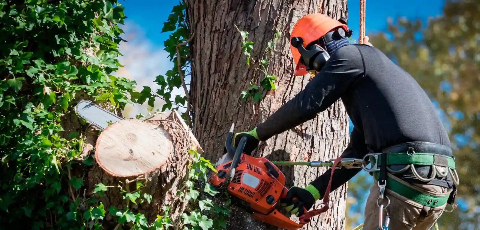 Emergency Tree Services