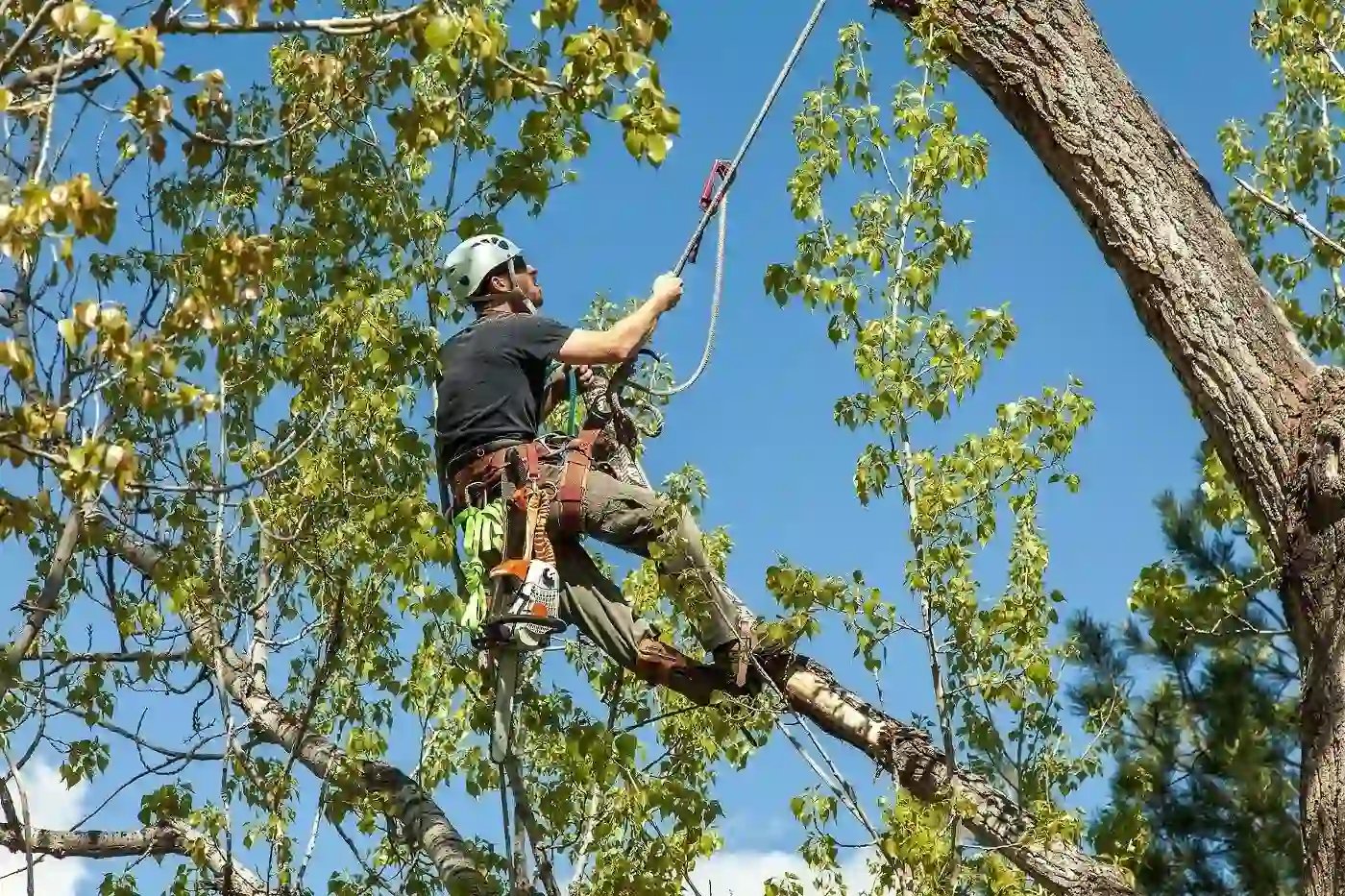 tree removal services