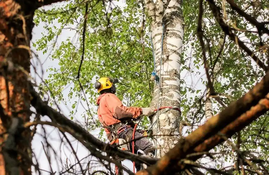 Tree Care