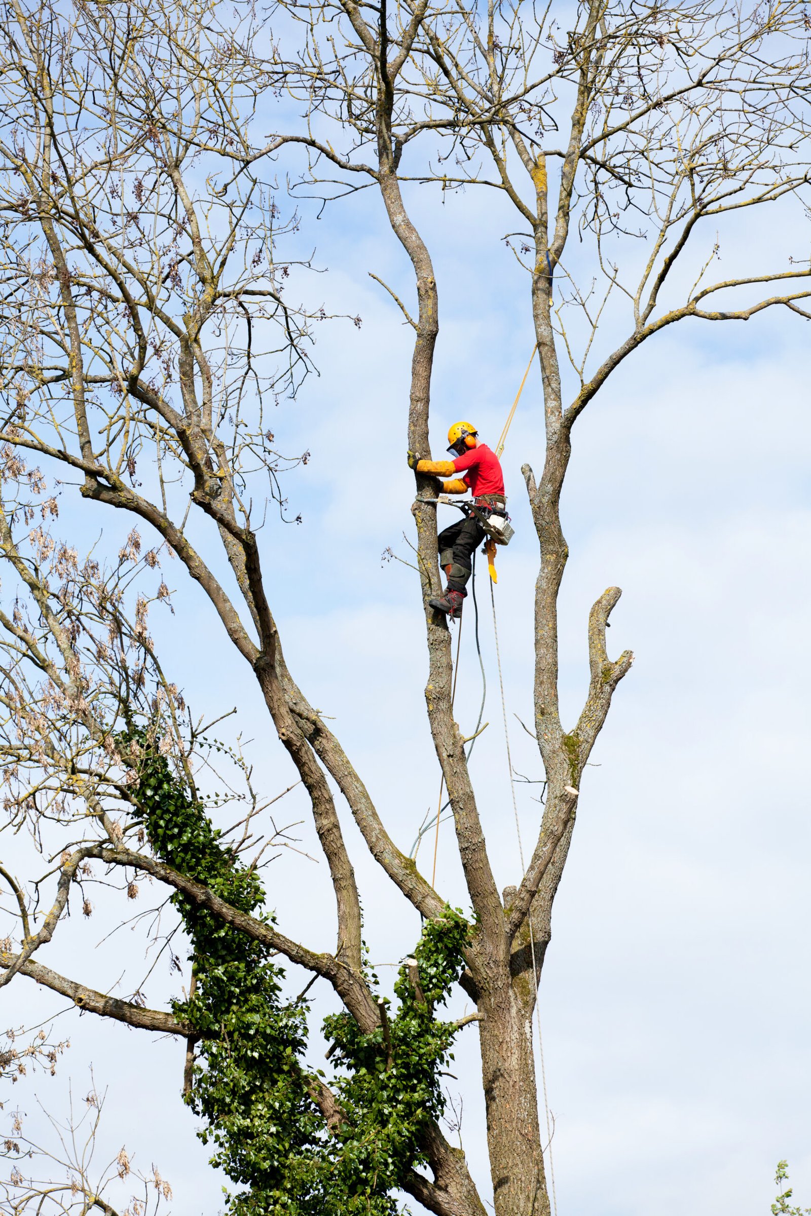 Tree Surgery