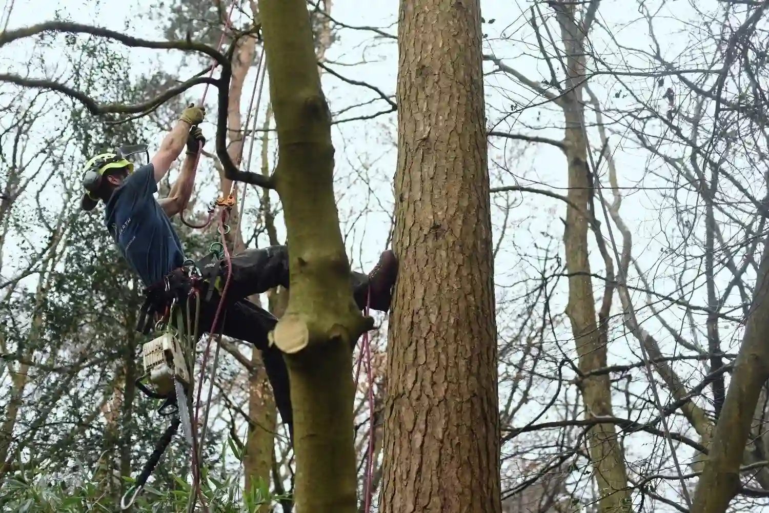 tree surgery