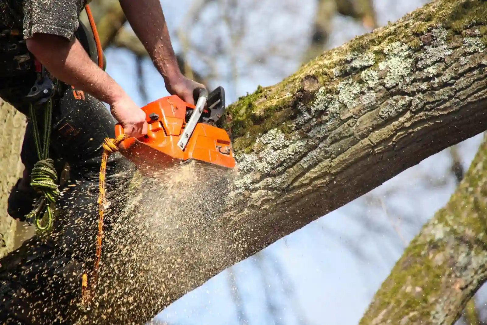 tree surgery
