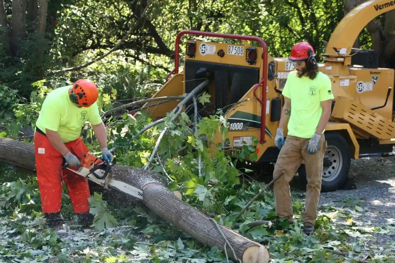 Environmental Impact of Tree Removal