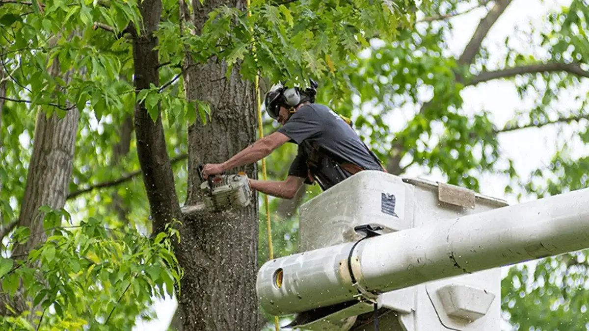 Safety Protocols for Emergency Tree Removal