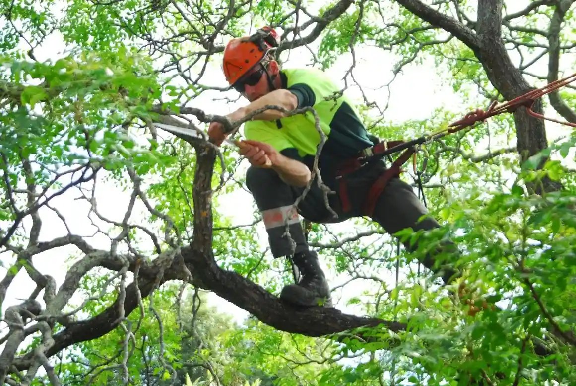 Why Is Regular Tree Maintenance Essential for Tree Health