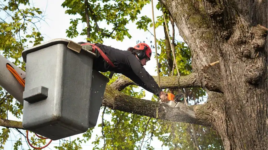 What Situations Require Emergency Tree Surgery in the UK