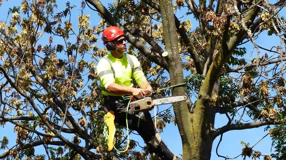How Can Tree Surgeons Improve Tree Health