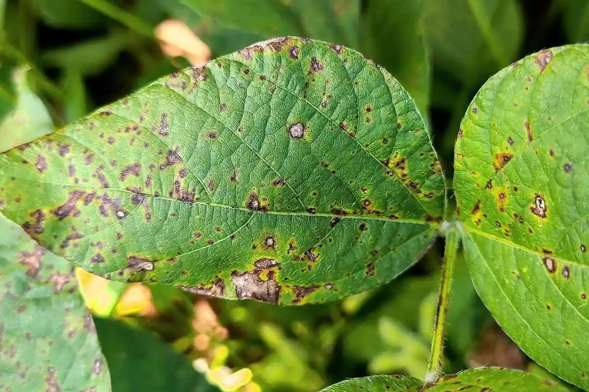 Tree Diseases in Your Garden