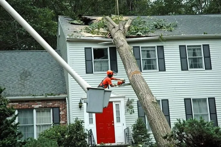 Tree Removal
