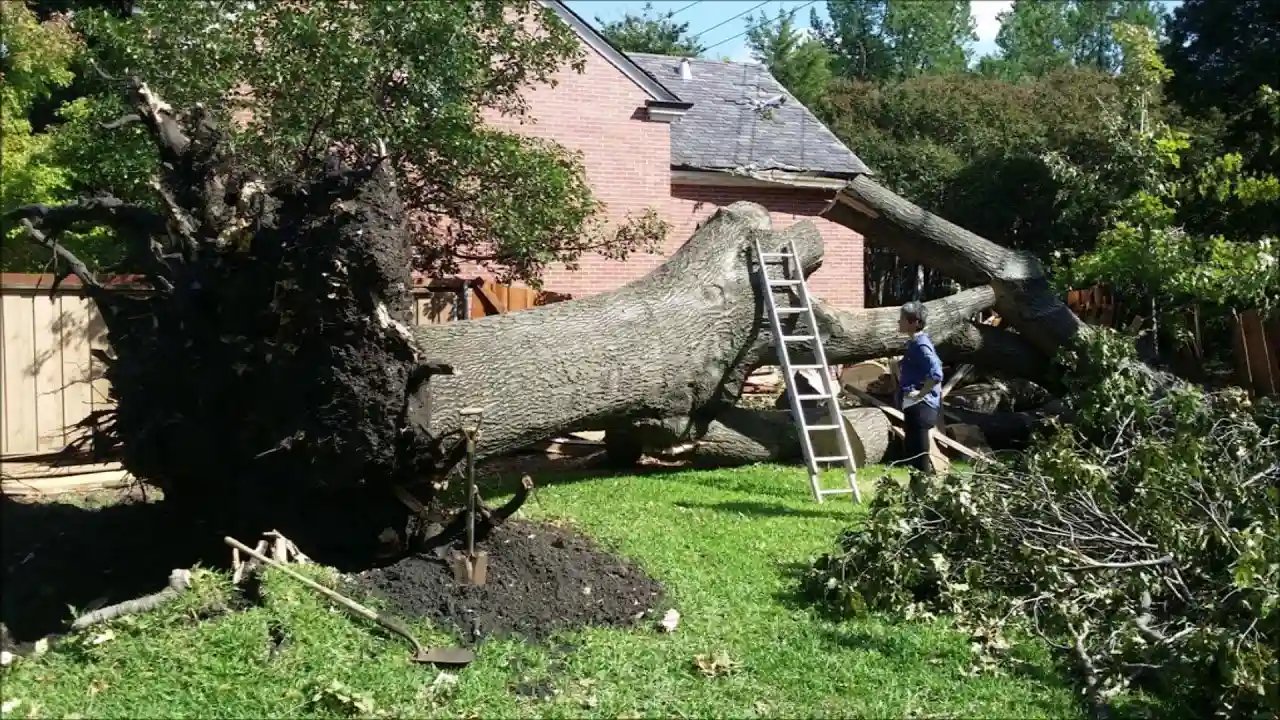 What Risks Do Fallen Trees