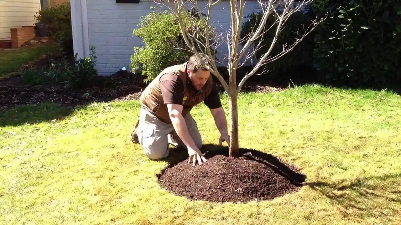 Why Is Mulching Important for Tree Care