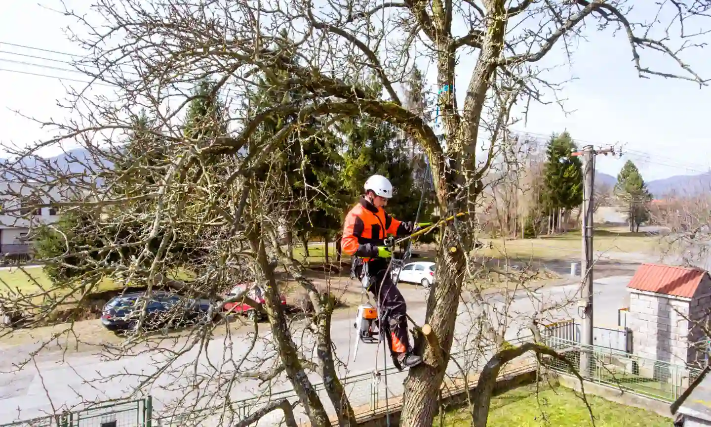 Why Are TPOs Important for Protecting Local Trees in Hull