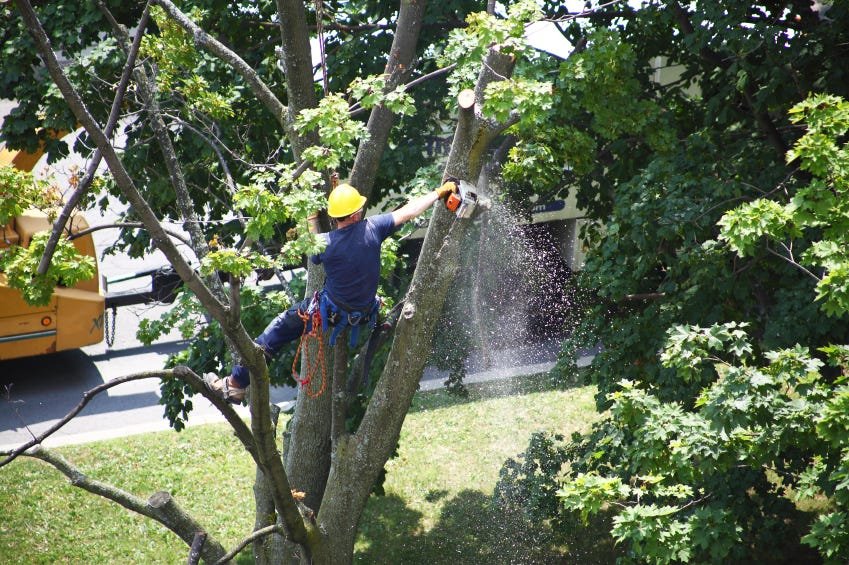 Tree Removal vs Tree Reduction