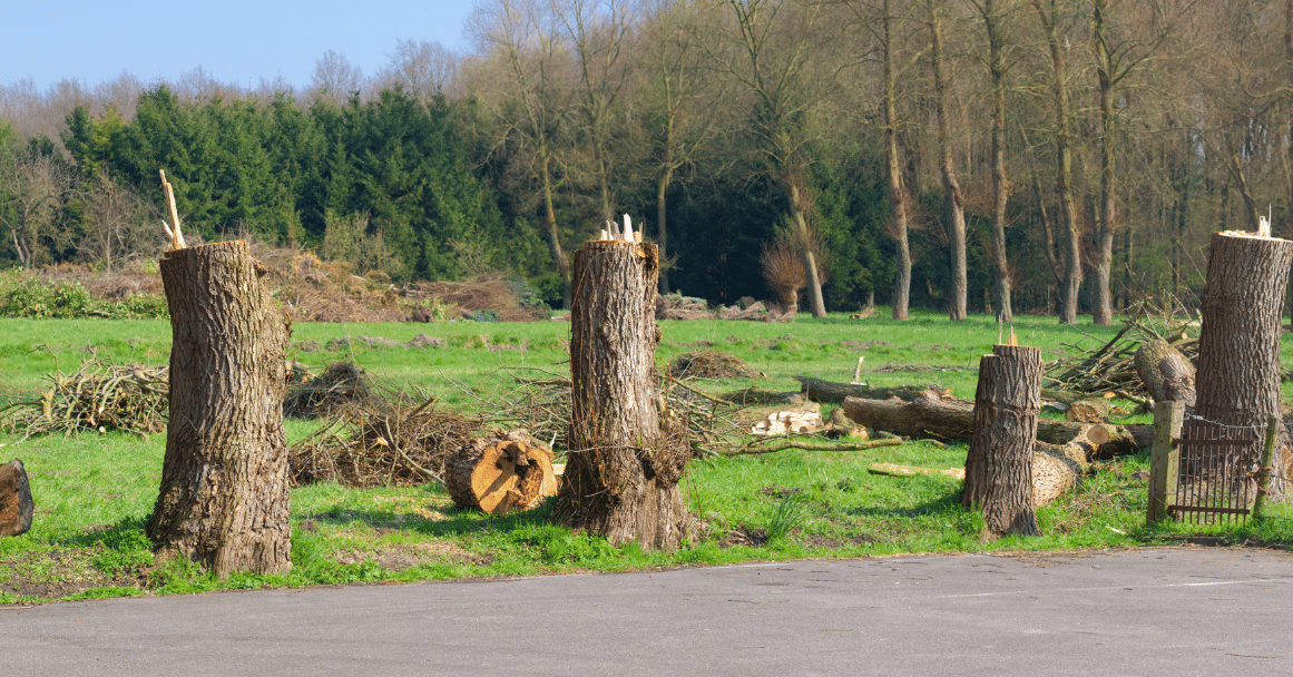 Do You Need Council Permission to Cut Down a Tree in Hull