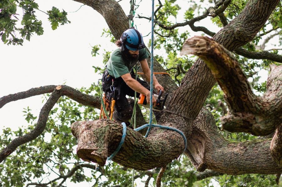 Tree Preservation Orders