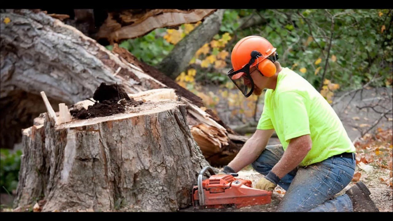 Why Ignoring Tree Maintenance Can Lead to Costly Property Damage in Hull