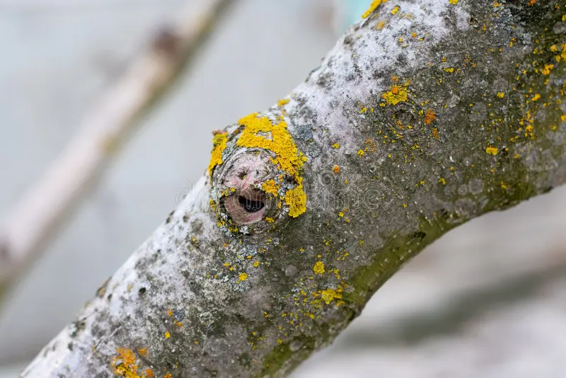 Common Tree Diseases