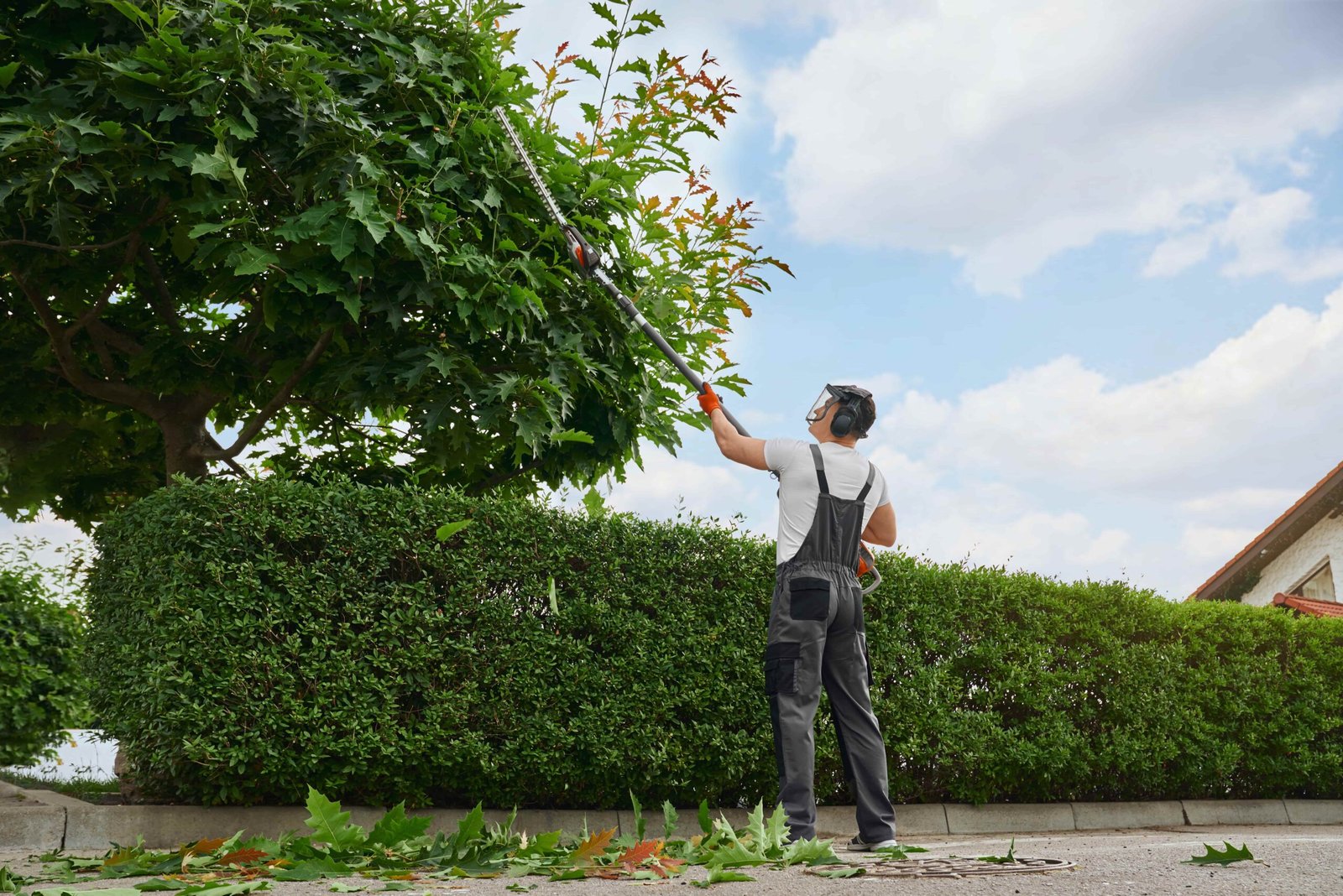 How Professional Tree Pruning Improves Tree Health and Safety