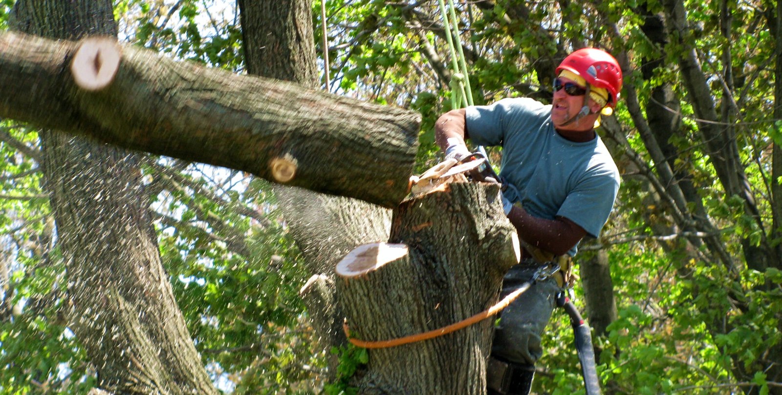 How to Choose the Right Tree Surgeon