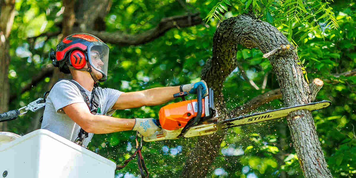 The Benefits of Crown Reduction for Healthy Tree Growth