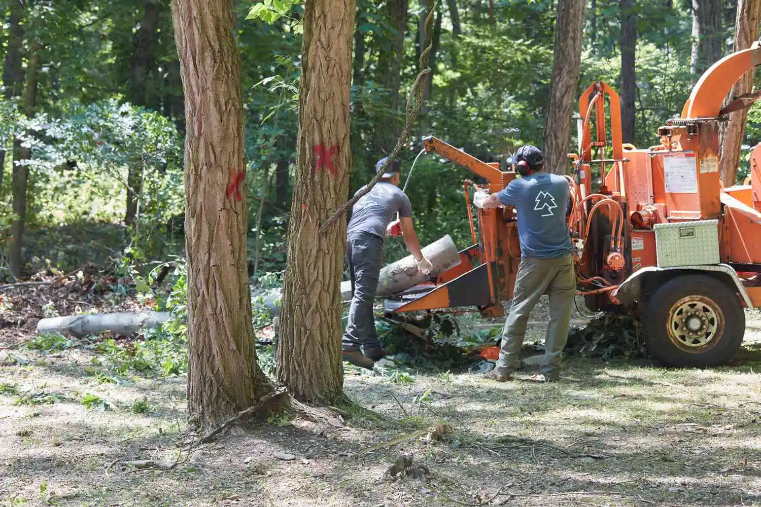 The Complete Guide to Stump Grinding After Tree Removal