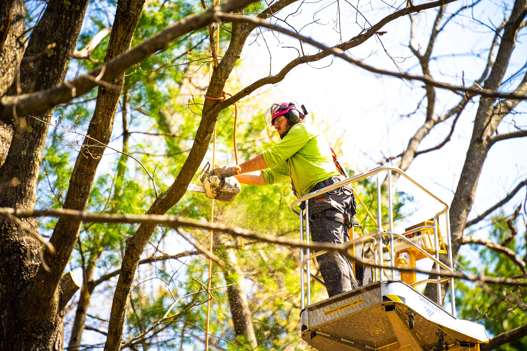 The Role of Tree Care in Creating a Beautiful Landscape