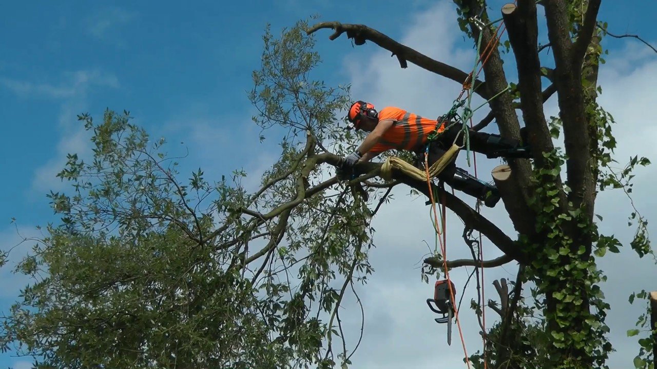 The Role of Tree Surgery in Creating a Safer Garden