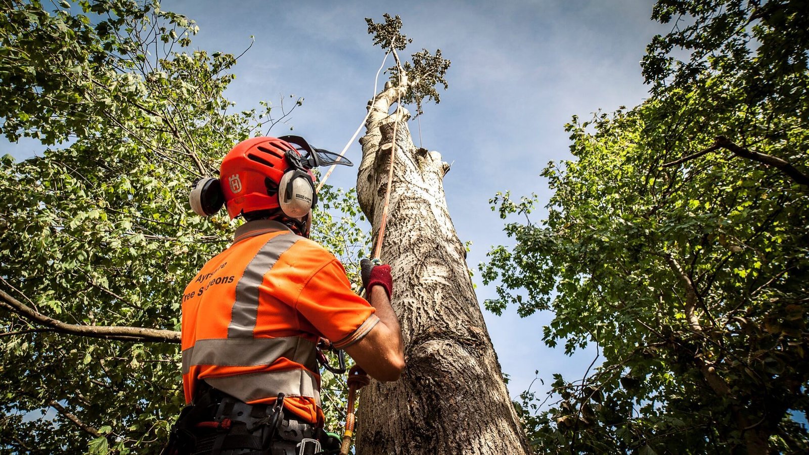 The Ultimate Guide to Seasonal Tree Maintenance in Hull