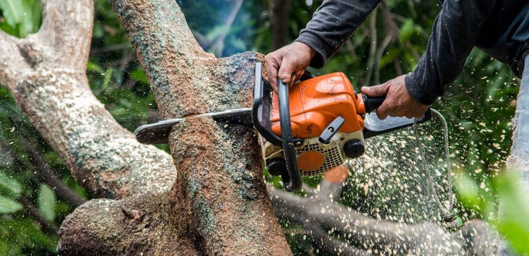 Why Hiring a Qualified Tree Surgeon in Hull Is Always Worth It